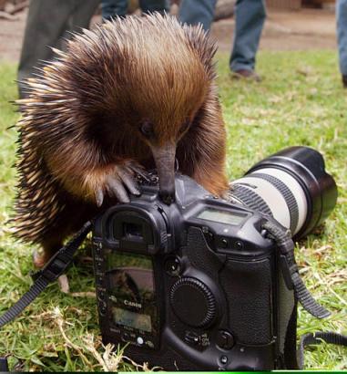 Digital Camera Turns People, Owner Into Animals